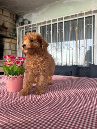 A KALİTE TOY POODLE YAVRULARIMIZ