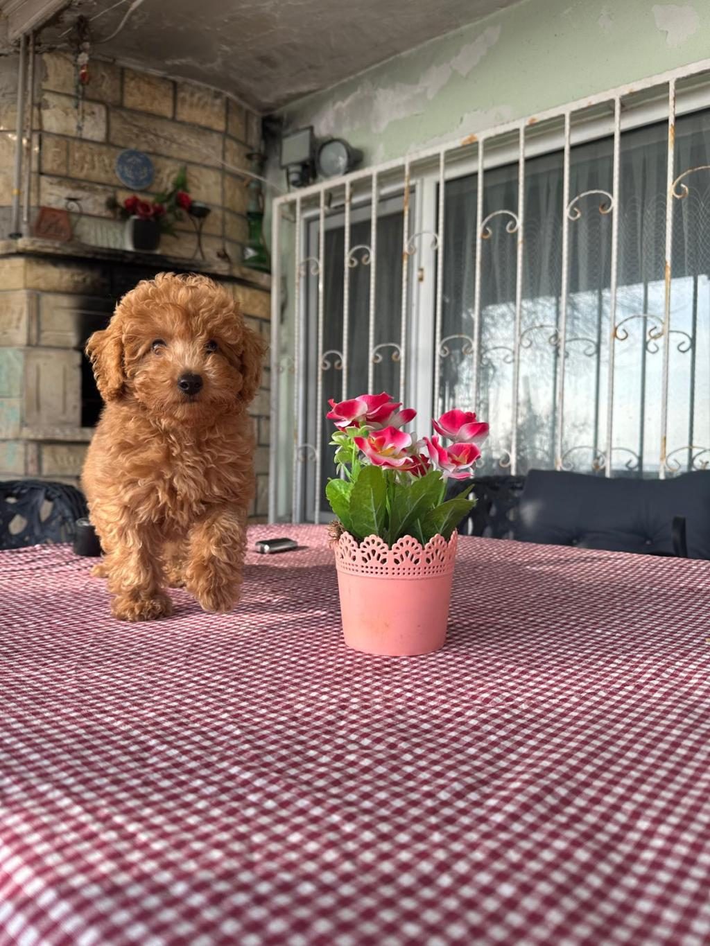 A KALİTE TOY POODLE YAVRULARIMIZ