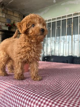 A KALİTE TOY POODLE YAVRULARIMIZ