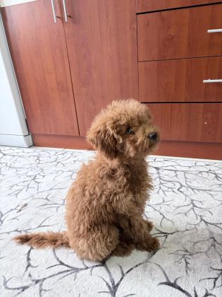 SEVİMLİ POODLE KÖPEKLER