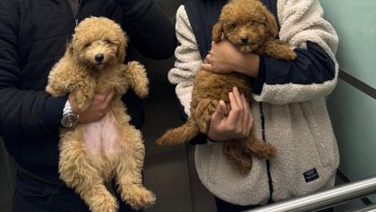 SEVİMLİ POODLE KÖPEKLER