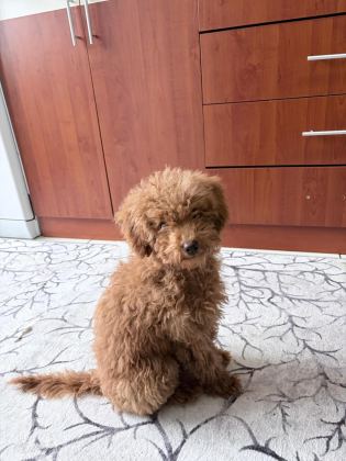 SEVİMLİ POODLE KÖPEKLER