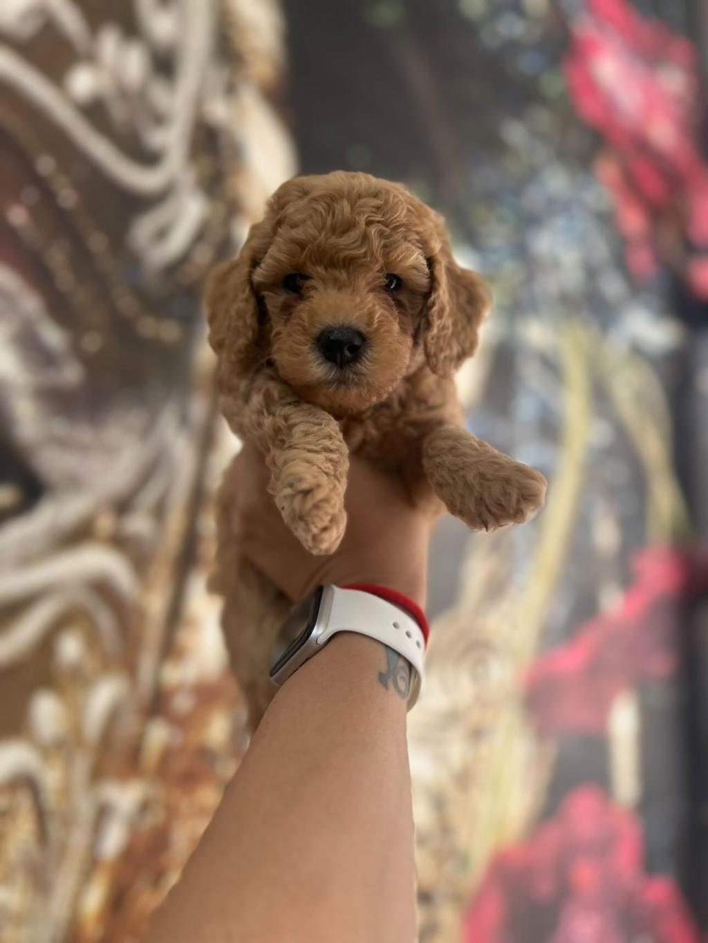 ERKEK TOY POODLE