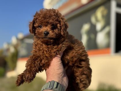 RUHSATLI ÇİFTLİKDE ZİYARETE AÇIK KORE TOY POODLE