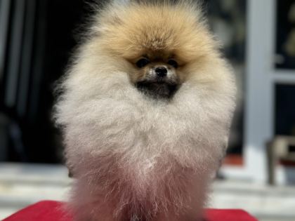 YASAL ÇİFTLİKDE ZİYARETE AÇIK POMERANİAN BOO