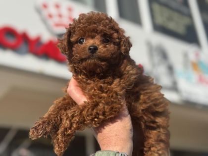 RUHSATLI ÇİFTLİKDE ZİYARETE AÇIK KORE TOY POODLE