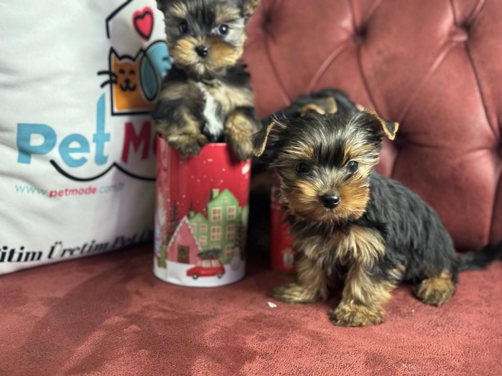 ANTİALLERJİK TEA CUP YORKSHİRE TERRİER YAVRULARIMIZ