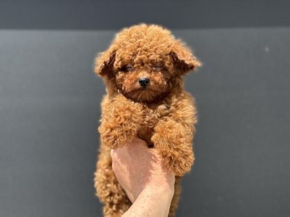 ANKARANIN EN ÖZEL KORE TOY POODLE YAVRULARI