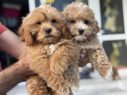 WC EĞİTİMLİ AŞILI PASAPORTLU MALTİPOO YAVRULARIMIZ