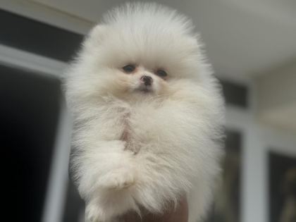 YASAL ÇİFTLİKDE ZİYARETE AÇIK POMERANİAN BOO
