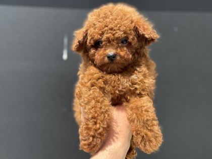 ANKARANIN EN ÖZEL KORE TOY POODLE YAVRULARI