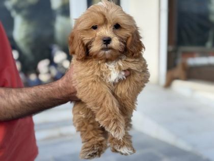 WC EĞİTİMLİ AŞILI PASAPORTLU MALTİPOO YAVRULARIMIZ