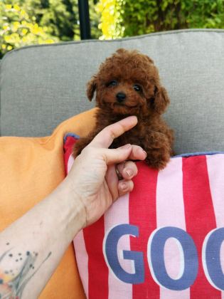 RUHSATLI ÇİFTLİKDE ZİYARETE AÇIK KORE TOY POODLE
