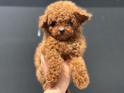 ANKARANIN EN ÖZEL KORE TOY POODLE YAVRULARI