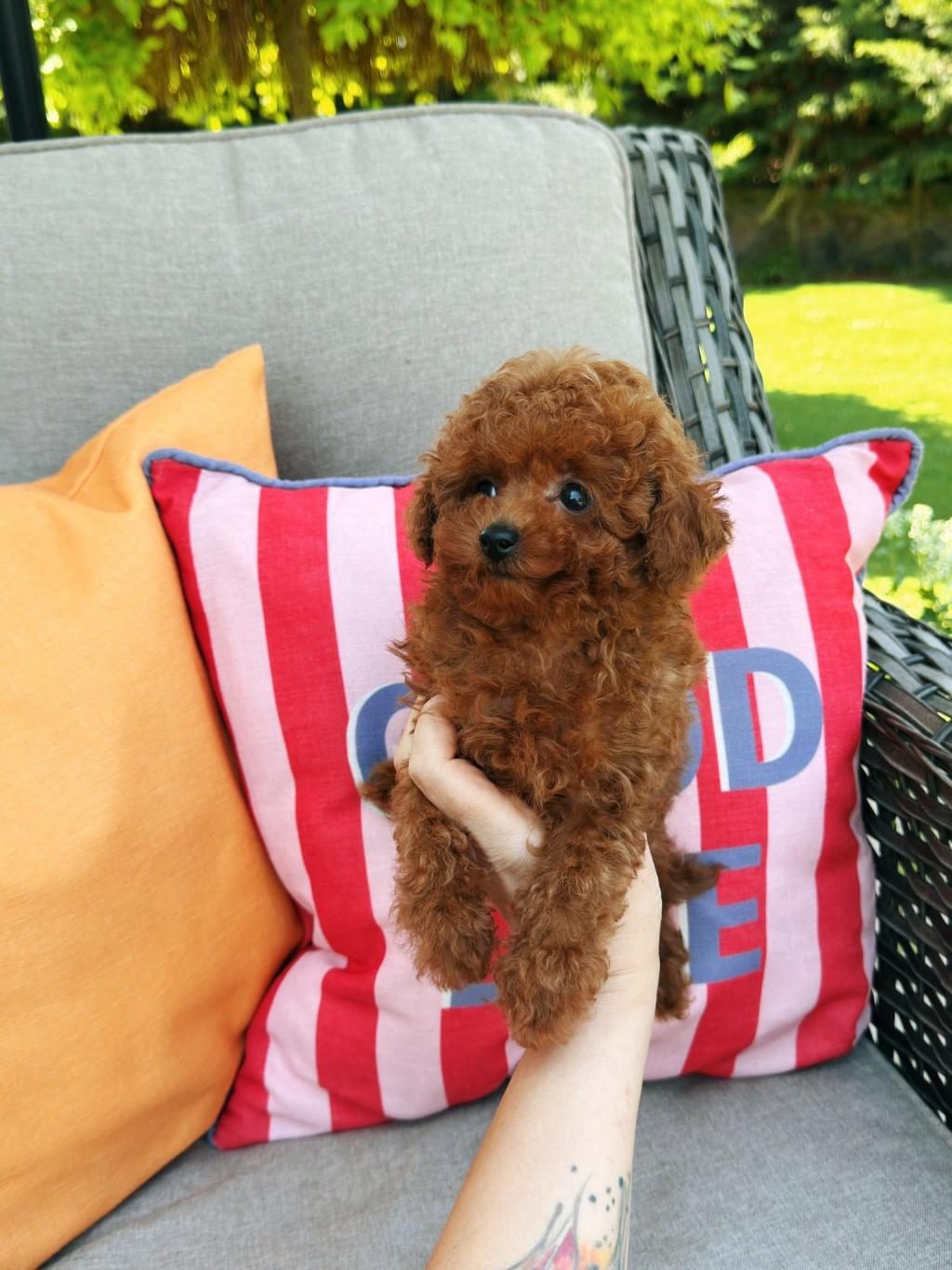 RUHSATLI ÇİFTLİKDE ZİYARETE AÇIK KORE TOY POODLE