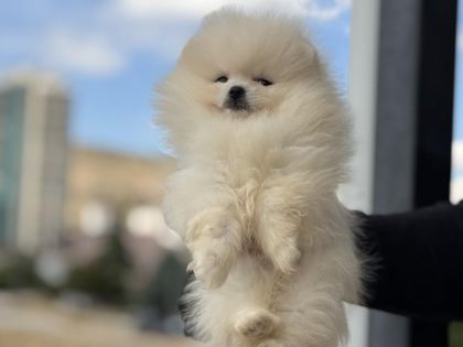 YASAL ÇİFTLİKDE ZİYARETE AÇIK POMERANİAN BOO