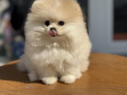 YASAL ÇİFTLİKDE ZİYARETE AÇIK POMERANİAN BOO