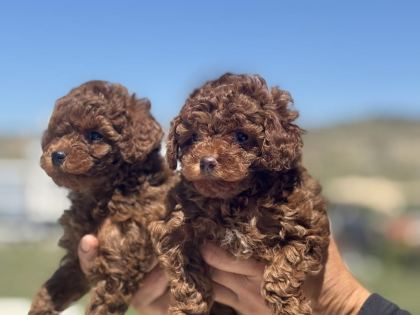 WC EĞİTİMLİ AŞILI PASAPORTLU TOY POODLE YAVRULARIMIZ