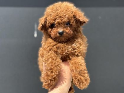 ANKARANIN EN ÖZEL KORE TOY POODLE YAVRULARI