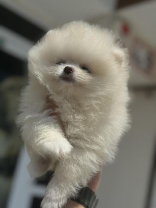 YASAL ÇİFTLİKDE ZİYARETE AÇIK POMERANİAN BOO