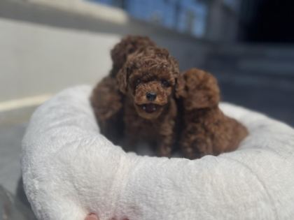 ANKARADA ZİYARETE AÇIK TOY POLDLE YAVRULARIMIZ