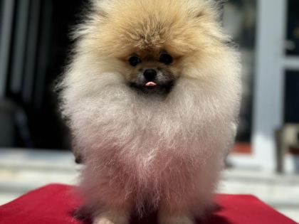 YASAL ÇİFTLİKDE ZİYARETE AÇIK POMERANİAN BOO