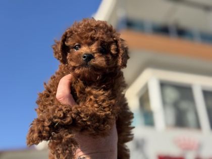RUHSATLI ÇİFTLİKDE ZİYARETE AÇIK KORE TOY POODLE