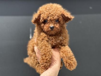 ANKARANIN EN ÖZEL KORE TOY POODLE YAVRULARI