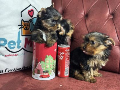 ANTİALLERJİK TEA CUP YORKSHİRE TERRİER YAVRULARIMIZ