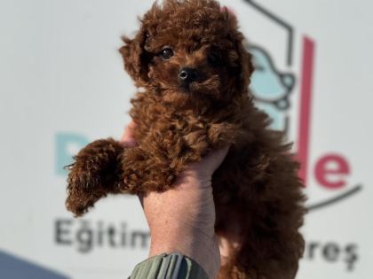 RUHSATLI ÇİFTLİKDE ZİYARETE AÇIK KORE TOY POODLE