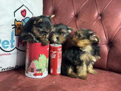 ANTİALLERJİK TEA CUP YORKSHİRE TERRİER YAVRULARIMIZ