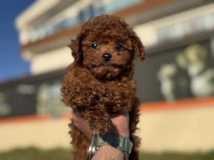 RUHSATLI ÇİFTLİKDE ZİYARETE AÇIK KORE TOY POODLE