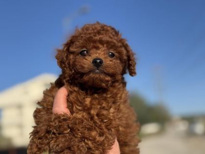 RUHSATLI ÇİFTLİKDE ZİYARETE AÇIK KORE TOY POODLE