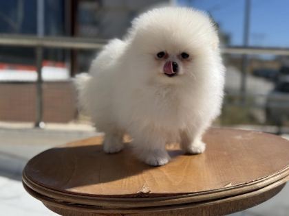 YASAL ÇİFTLİKDE ZİYARETE AÇIK POMERANİAN BOO