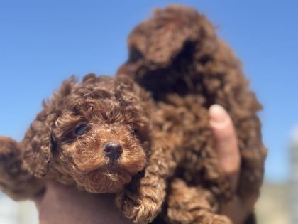 WC EĞİTİMLİ AŞILI PASAPORTLU TOY POODLE YAVRULARIMIZ