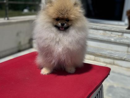 YASAL ÇİFTLİKDE ZİYARETE AÇIK POMERANİAN BOO