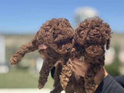 WC EĞİTİMLİ AŞILI PASAPORTLU TOY POODLE YAVRULARIMIZ