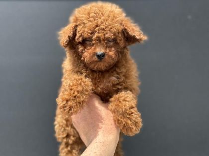 ANKARANIN EN ÖZEL KORE TOY POODLE YAVRULARI