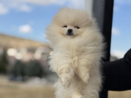 YASAL ÇİFTLİKDE ZİYARETE AÇIK POMERANİAN BOO