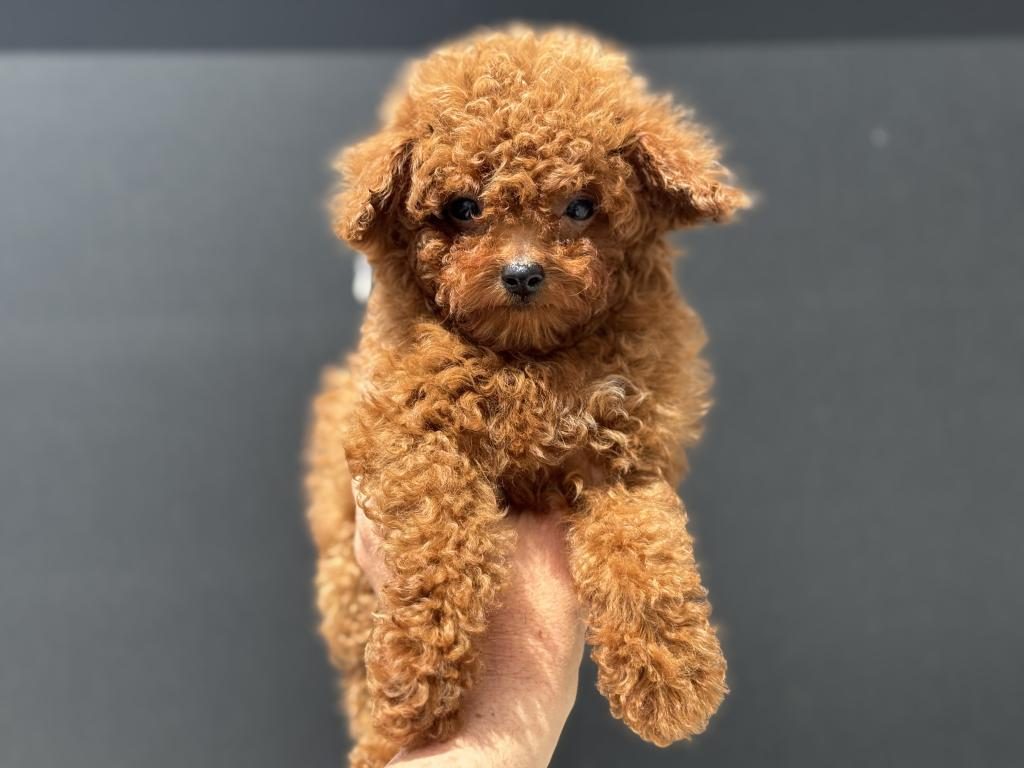 ANKARANIN EN ÖZEL KORE TOY POODLE YAVRULARI