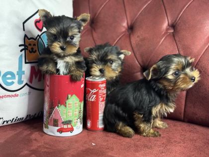 ANTİALLERJİK TEA CUP YORKSHİRE TERRİER YAVRULARIMIZ