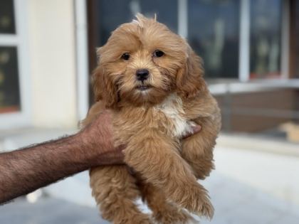 WC EĞİTİMLİ AŞILI PASAPORTLU MALTİPOO YAVRULARIMIZ