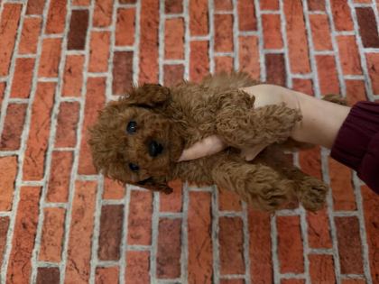 POFUDUK POODLE YAVRULARIM YENİ YUVALARINI BEKLİYOR