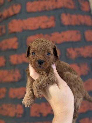 POODLE BEBEKLERİM YENİ AİLELERİMİ ARIYOR