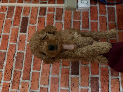 POFUDUK POODLE YAVRULARIM YENİ YUVALARINI BEKLİYOR