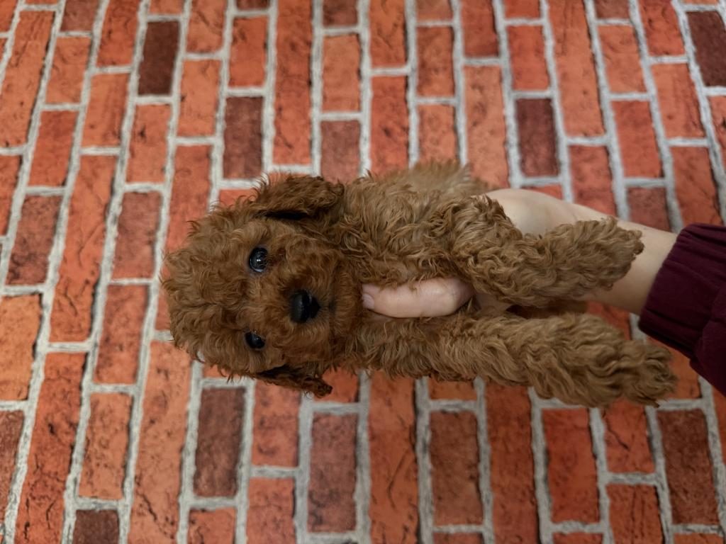 KURABİYE TADINDA POODLE YAVRULARIM YENİ AİLESİNİ BEKLİYOR