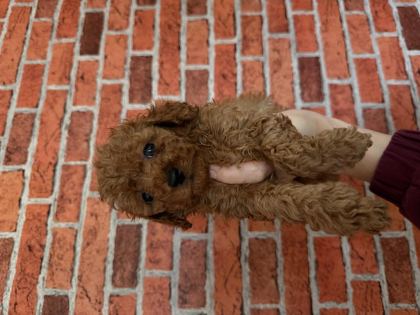 KURABİYE TADINDA POODLE YAVRULARIM YENİ AİLESİNİ BEKLİYOR