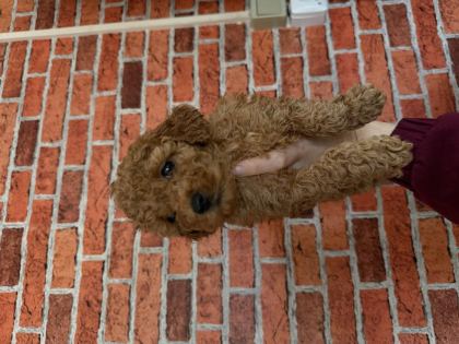 KURABİYE TADINDA POODLE YAVRULARIM YENİ AİLESİNİ BEKLİYOR