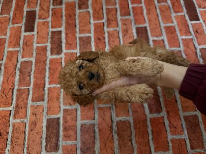 POFUDUK POODLE YAVRULARIM YENİ YUVALARINI BEKLİYOR