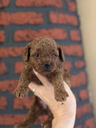 POODLE BEBEKLERİM YENİ AİLELERİMİ ARIYOR